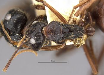 Media type: image;   Entomology 9233 Aspect: habitus dorsal view
